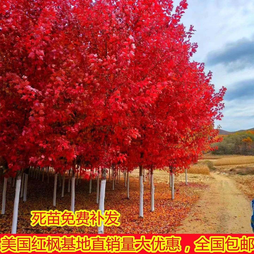 美国【红火焰红枫】四季红耐寒四季红红火火寓意好秋冬种庭院别墅