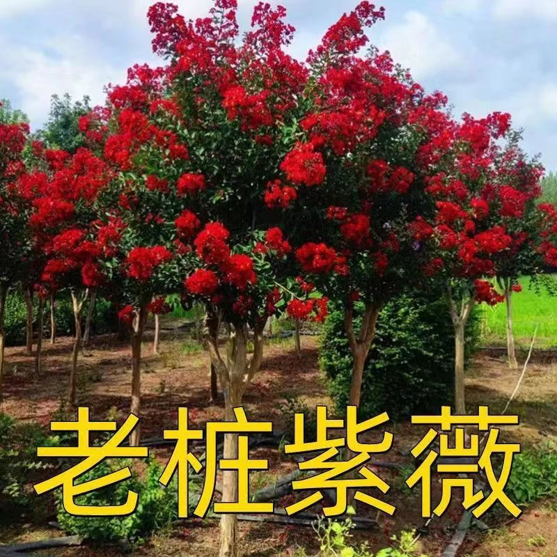 庭院别墅适种【老桩链接】红花紫薇老桩耐寒四季开花寓意紫气东来
