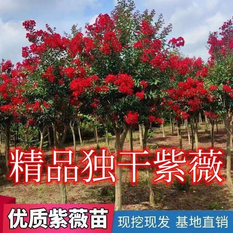 庭院别墅适种【老桩链接】红花紫薇老桩耐寒四季开花寓意紫气东来