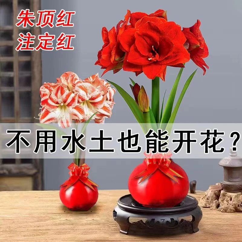 【蜡封朱顶红】种球荷兰进口对版朱顶红超大种球无需水土自然开花