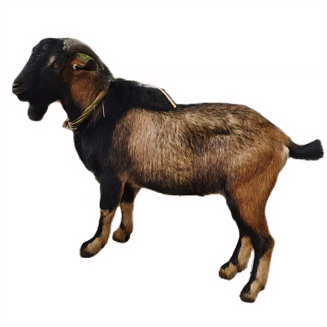 【直播间现场称重改价】山区散养山羊肉 不支持退货