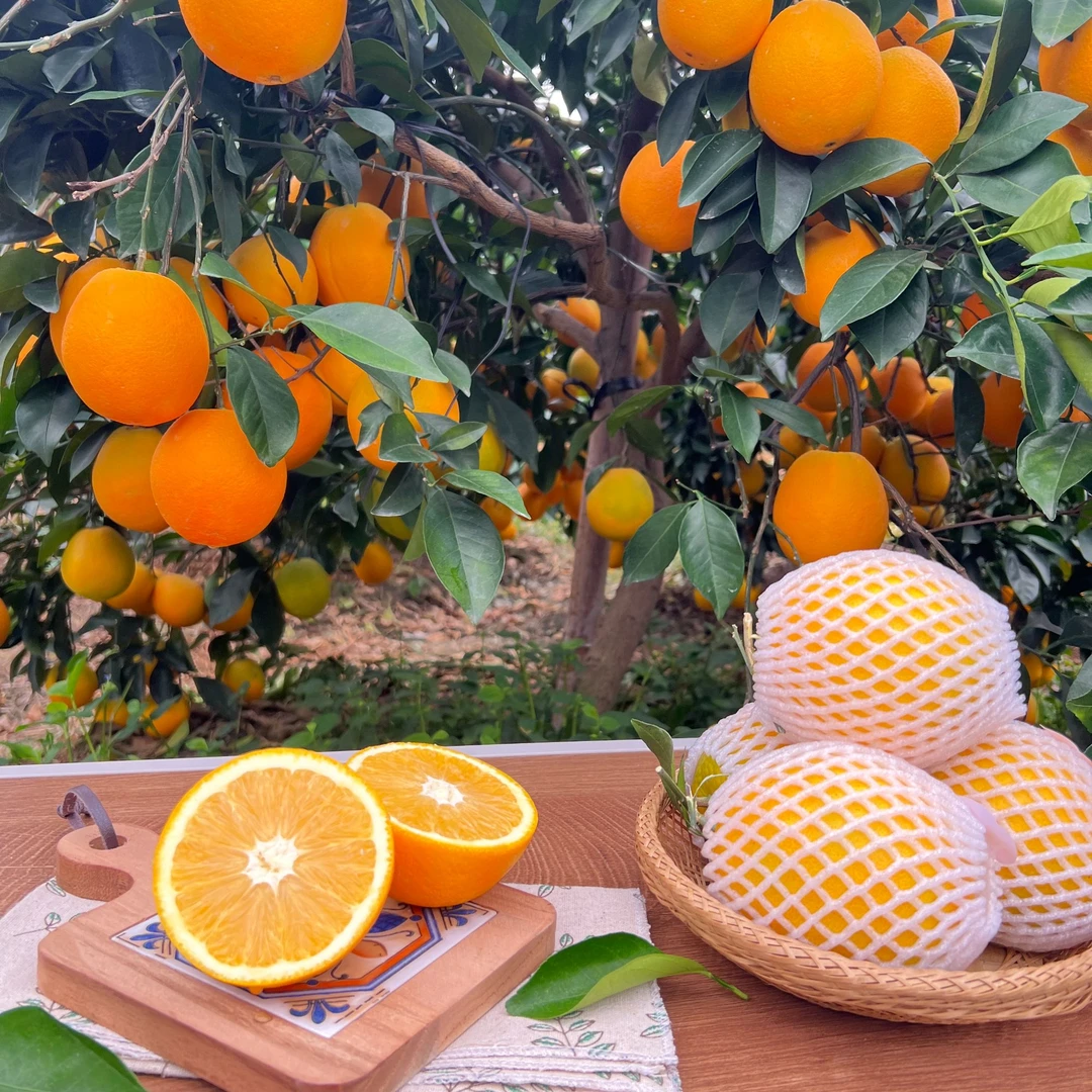 【正宗】江西赣南脐橙稀土种植橙香浓郁汁水充足带箱5/10斤包邮