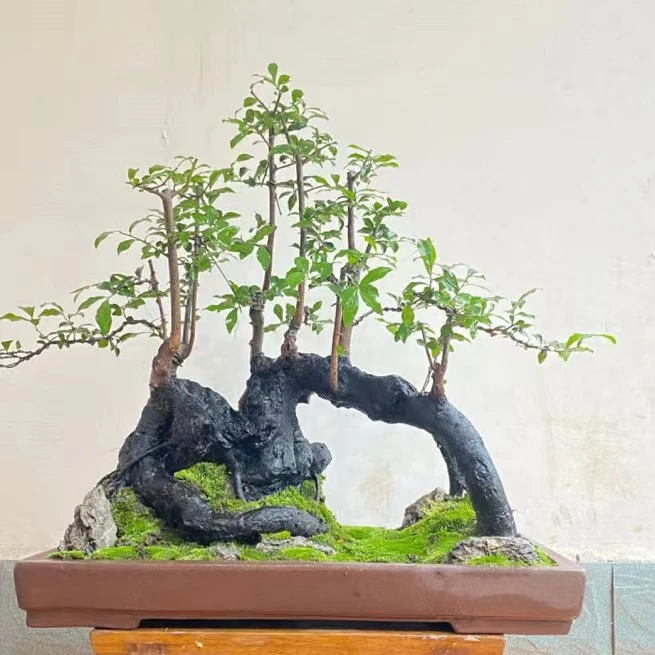 灌木金弹子盆景素材公桩母桩练手桩