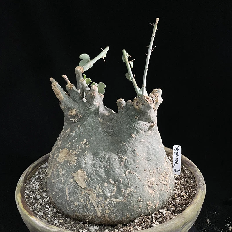 妩花肉[上新]球腺蔓Adenia globosa潮流块根多肉植物