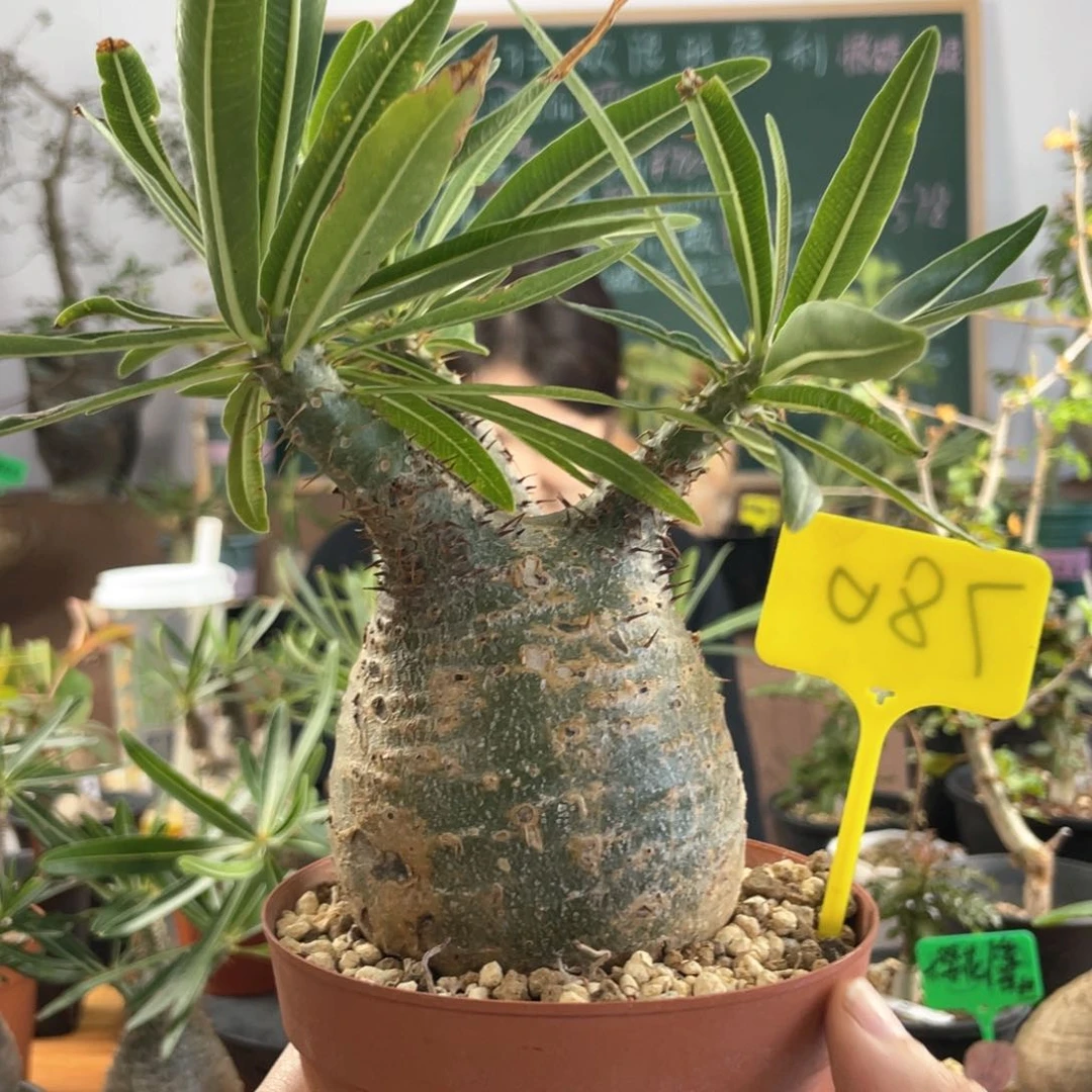 10月6日直播间福利宫宫