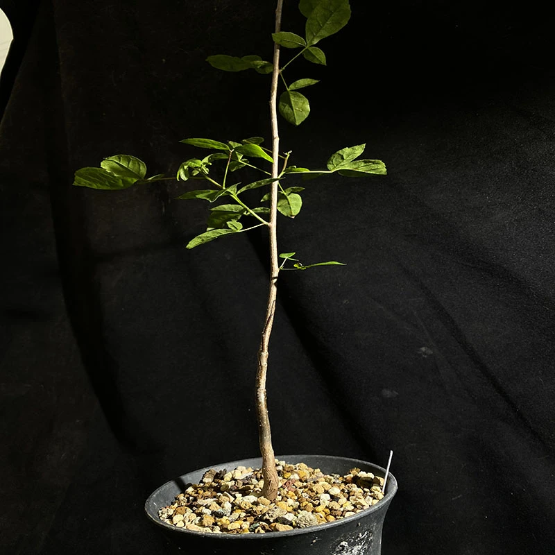 妩花肉莫利斯没药橄榄 Commiphora mollis 橄榄科 块根多肉植物