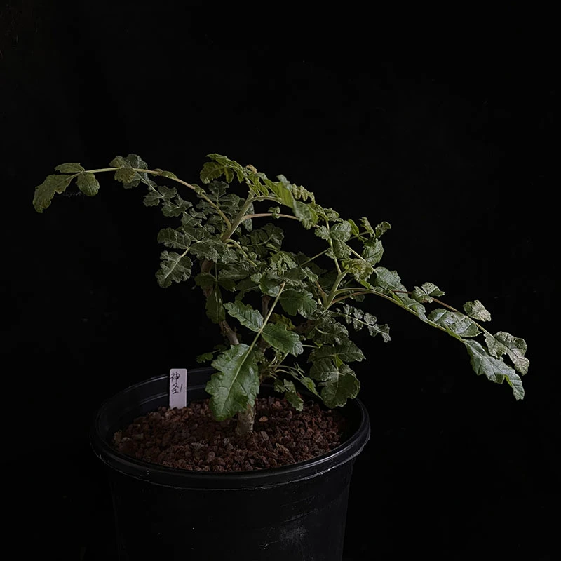 妩花肉阿曼乳香神圣乳香Boswellia sacra橄榄科块根多肉植物