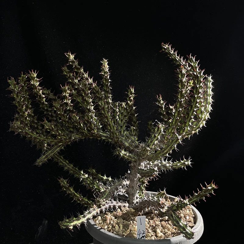 [上新]稀有新种大戟 浮雕大戟Euphorbia Somalie