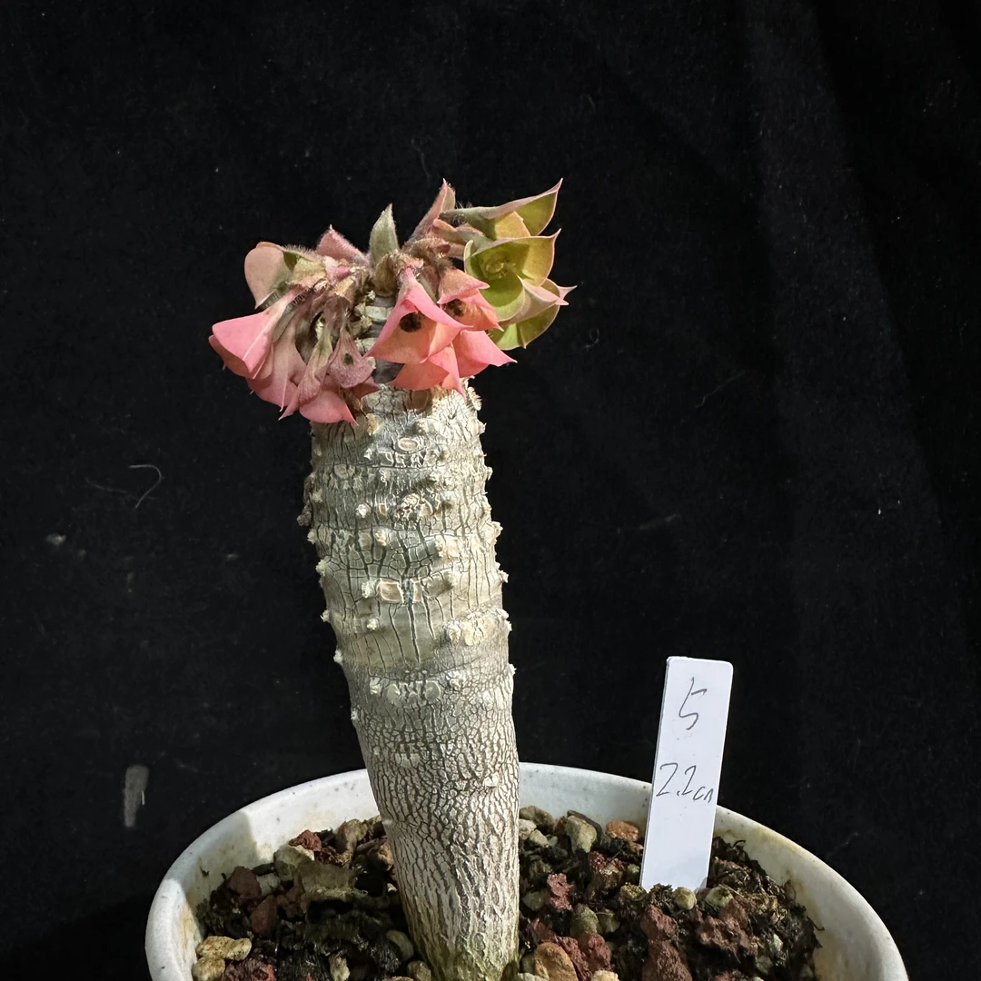 安卡西斯大戟大戟属Euphorbia ankarensis潮流块根绿植盆栽