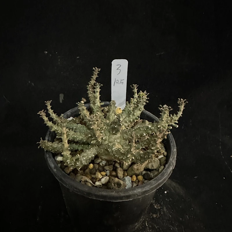 B氏大戟Euphorbia brevirama