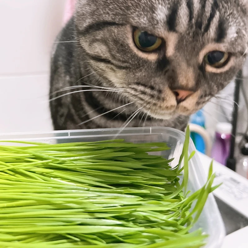 新鲜猫草即食盒装已长好种好猫草去毛球化猫咪毛球懒人猫草食用
