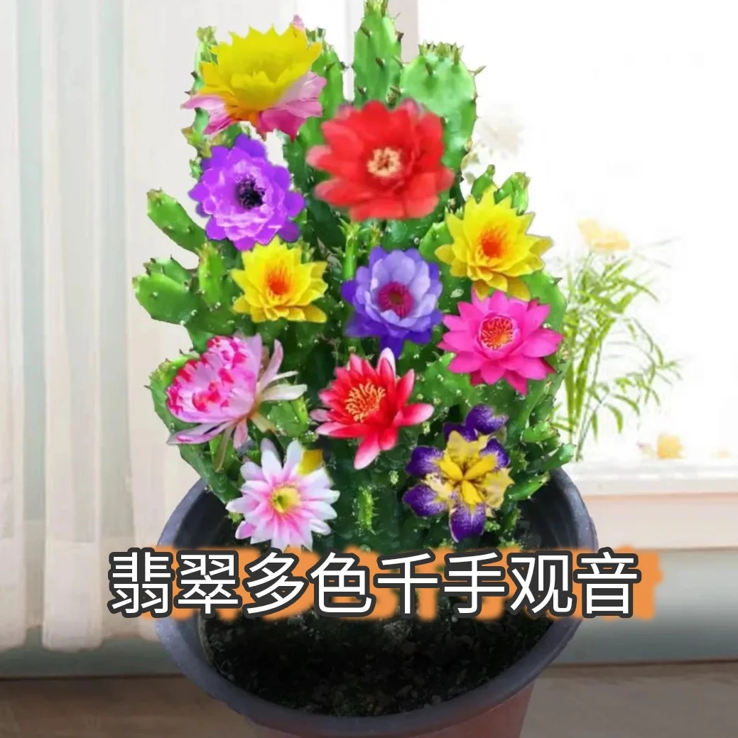 现挖现发千手观音盆栽植物室内阳台绿植花卉防辐射仙人掌大花重瓣