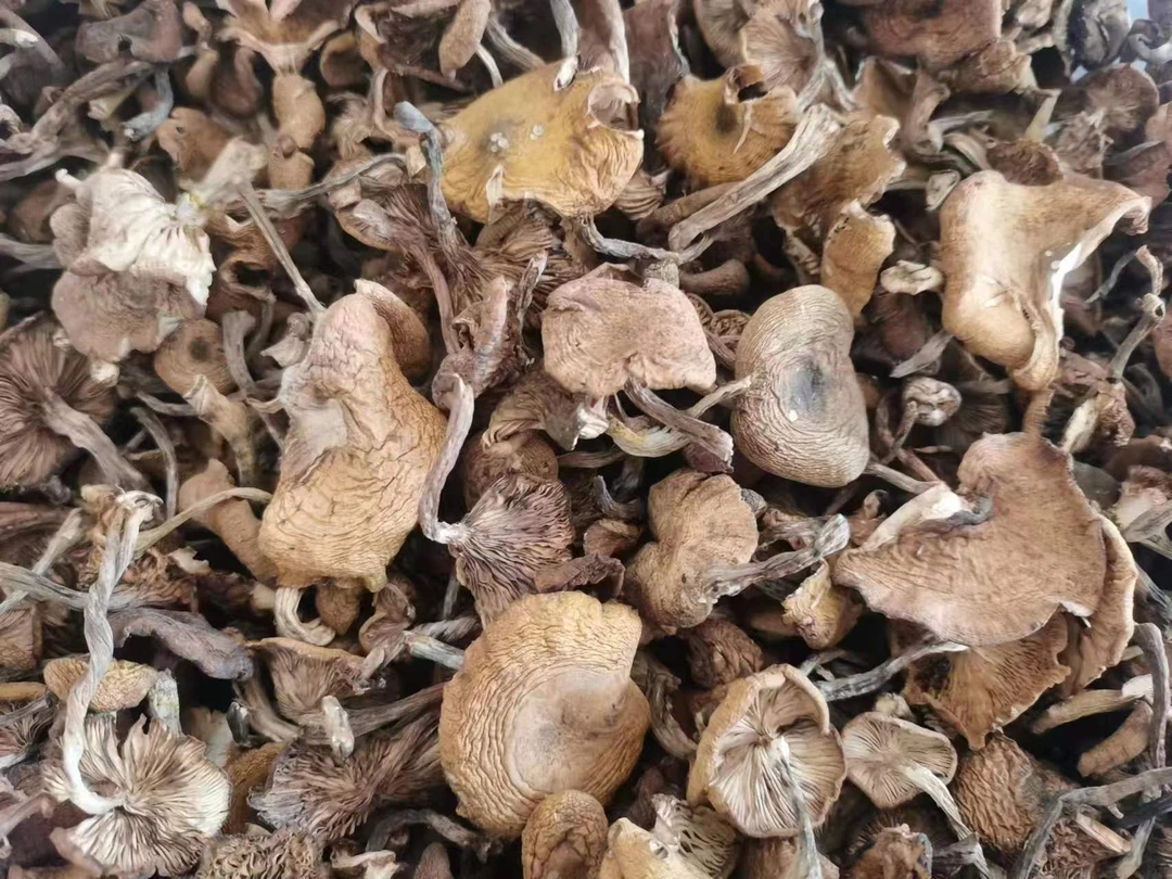 东北榛蘑小鸡炖蘑菇(半斤)大自然的干货馈赠自然晾晒