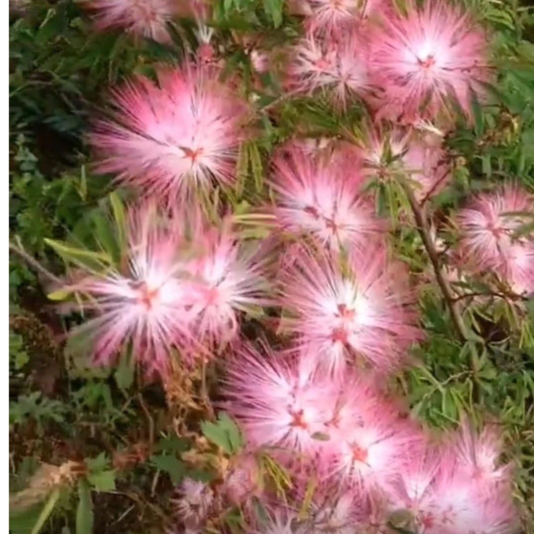 粉花姬合欢进口品种盆栽