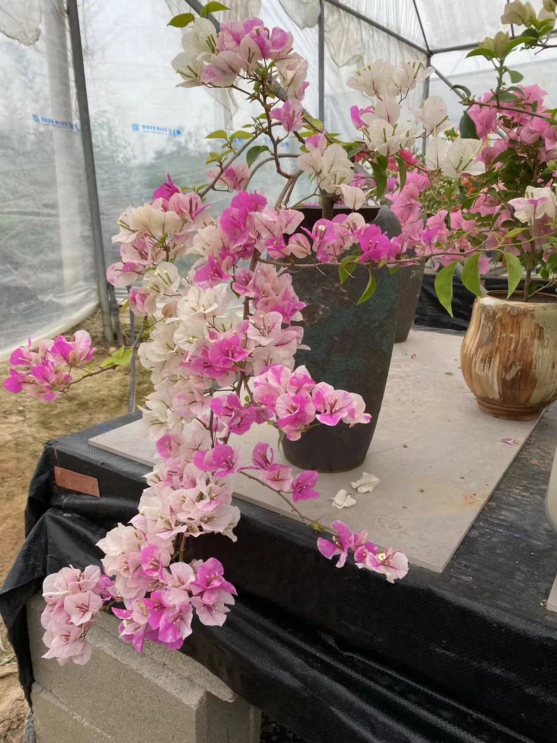 欢喜三角梅石楠花一物一拍花姐三角梅一物一拍精品盆栽阮迪慧