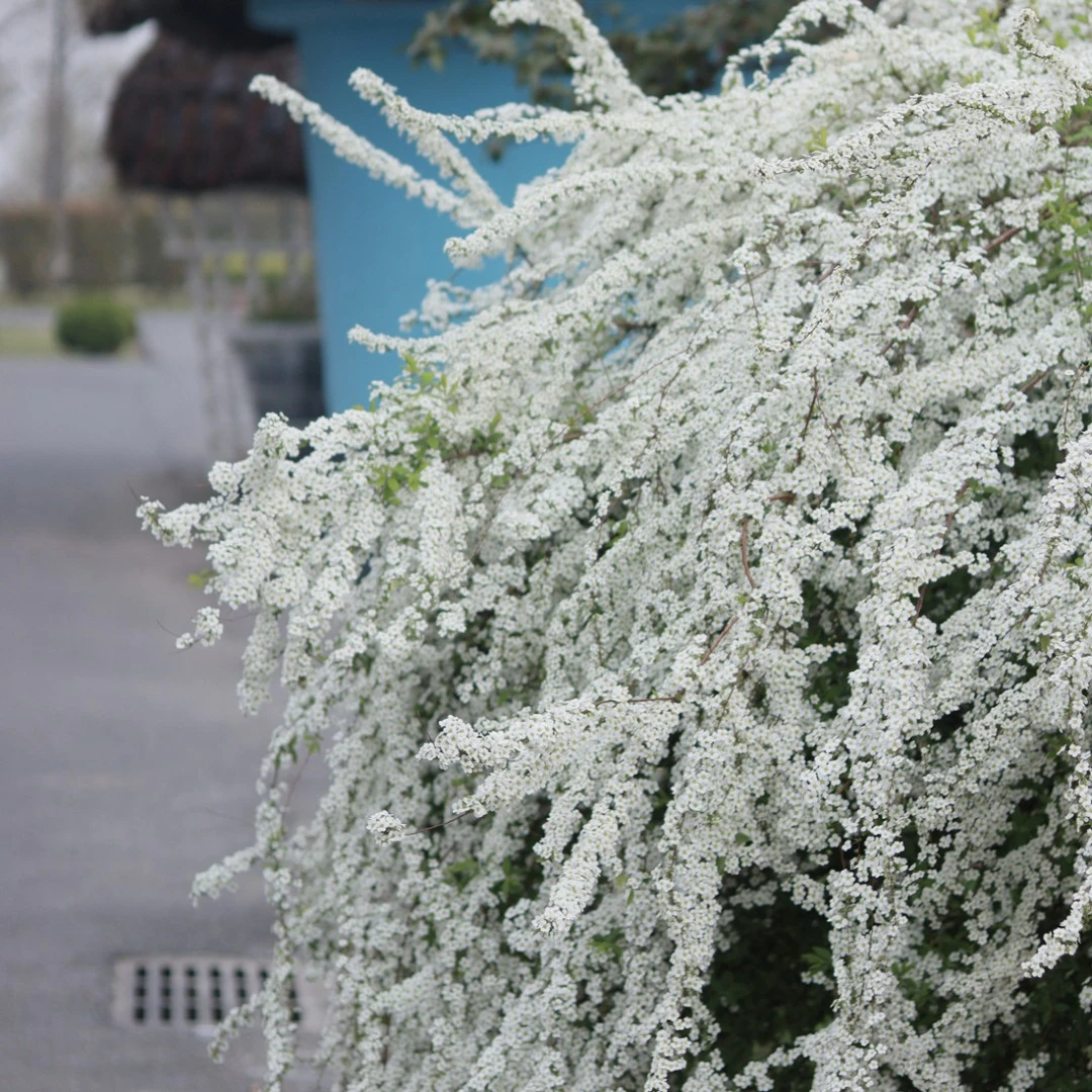 【云之垚花卉】  喷雪花粉色黄金喷泉雪柳盆栽阳台庭院开花机器春天