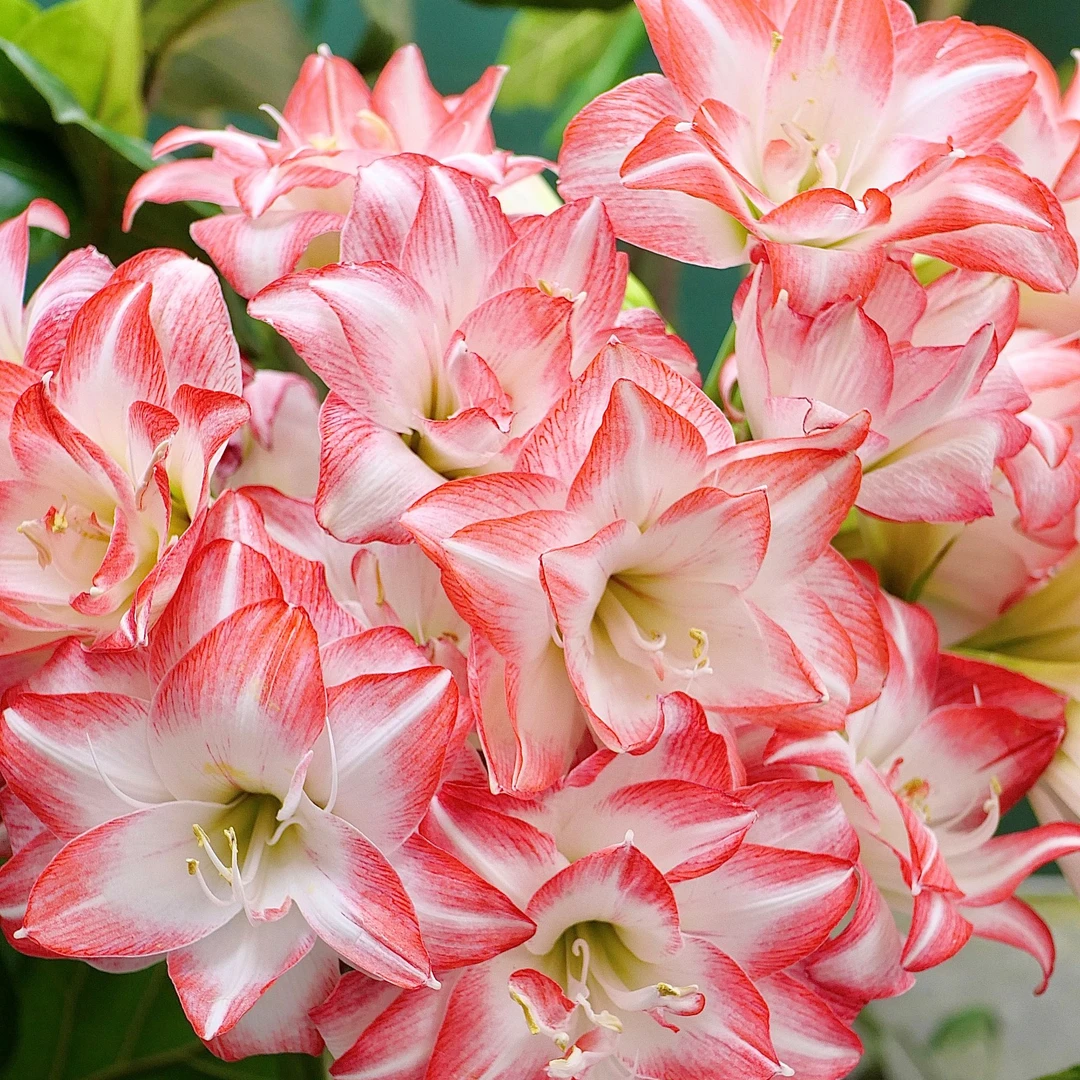 朱顶红花孔雀2024新球种球爆花阳台好养多年生花卉观赏
