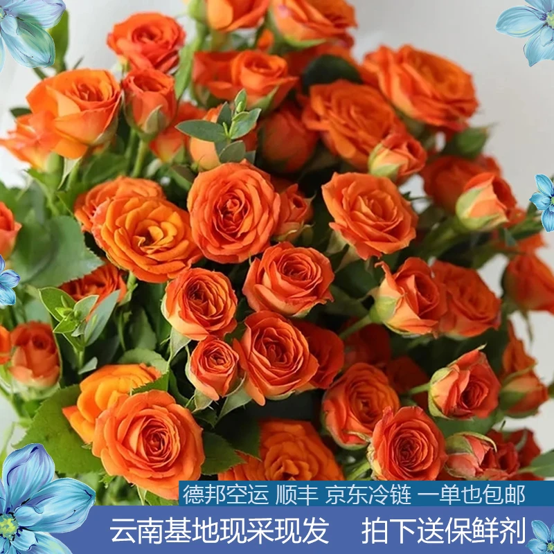 【1单包邮10枝送营养剂】橙色芭比多头【 高档云南鲜花直采较长花期】