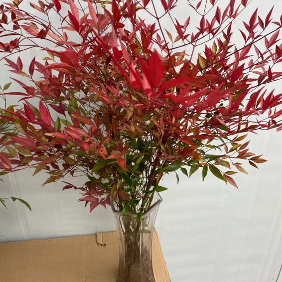 火焰南天竹水培地栽绿植盆栽20棵以上发货