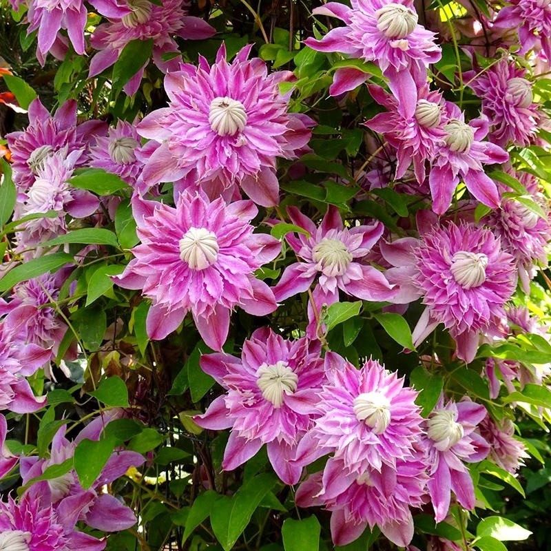 约瑟粉粉色重瓣铁线莲花卉