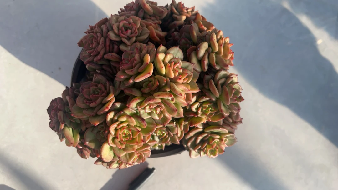 蜡牡丹 多肉植物