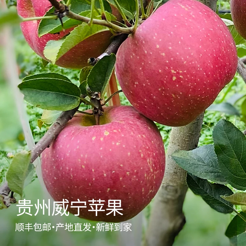 【新隆果时】贵州威宁黔山红苹果礼盒装4.5斤11-16个/5斤8-10个