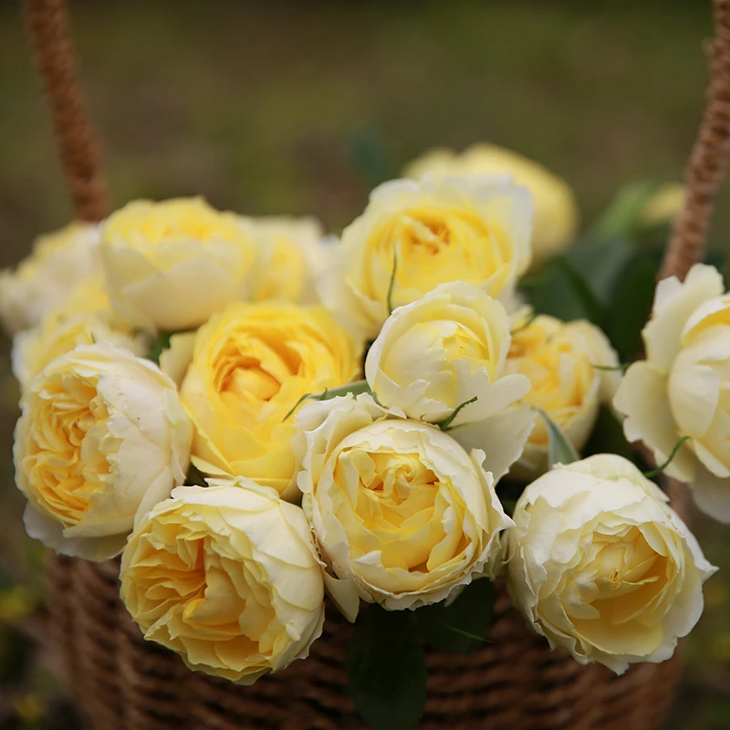 【金S鹊】微型月季开花金黄色四季庭院阳台盆栽