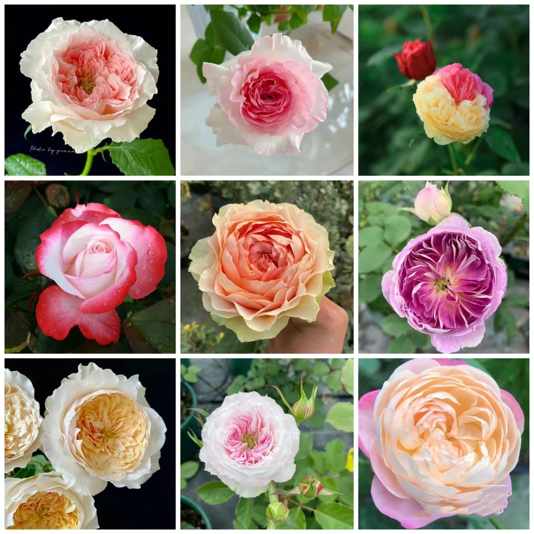 【静语观花】精品180盆月季混色月季多季节开花