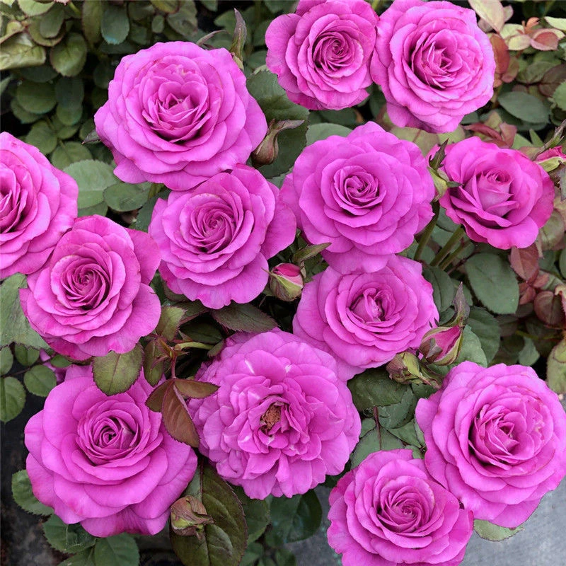 【水王星】大花型淡紫色紫月季带花苞阳台庭院花卉