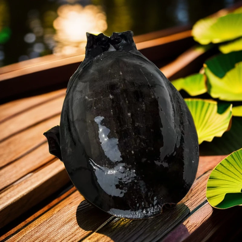 农村纯土货 甲鱼 大黑花精品老鳖