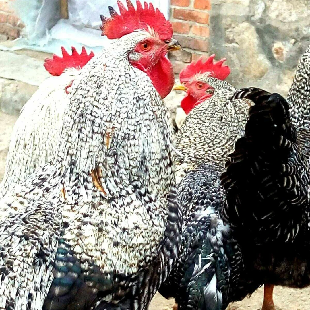 【 华翔禽业】白芦花 半斤/只 [拍8送2只路损]包邮 包健康到家