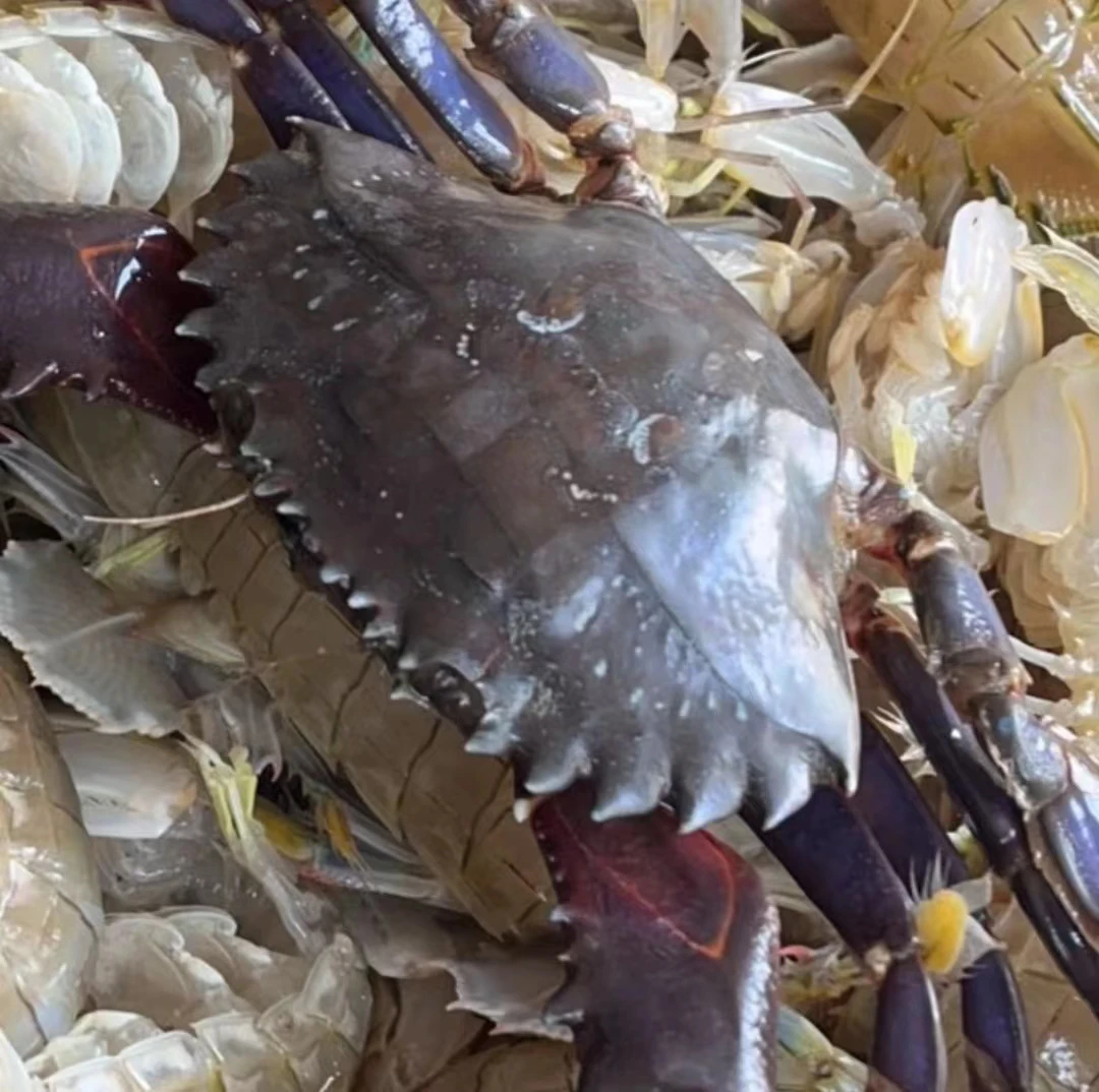 大连自选海鲜套餐赤甲红不保腿甲全保鲜不包活(直播间听好再拍)