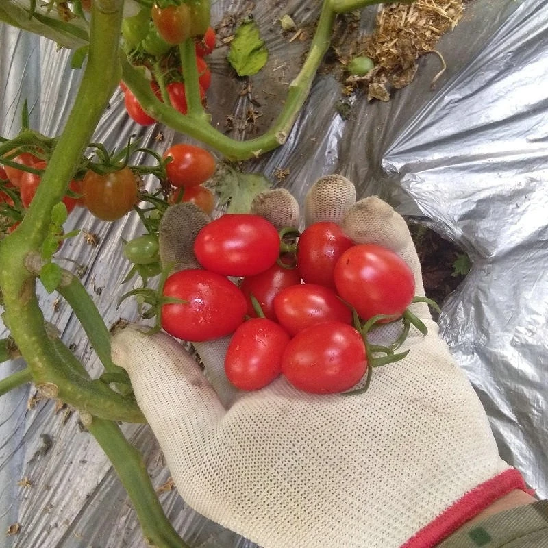 矮生盆栽番茄种子小番茄西红柿种籽阳台蔬菜水果四季播种