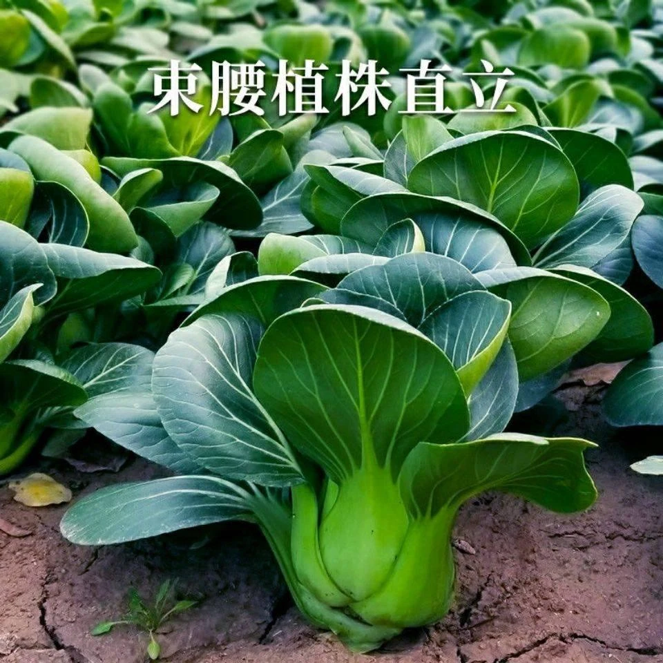黑宝苏州青种子矮杆青梗黑叶上海青菜籽盆栽阳台蔬菜种孑
