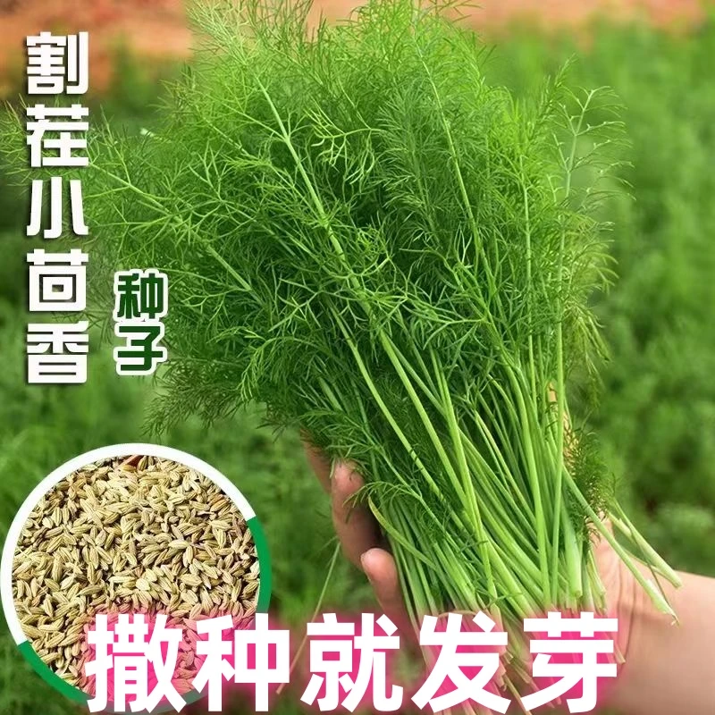 割茬小茴香种子茴香种籽菜四季南方阳台盆栽易种蔬菜种子