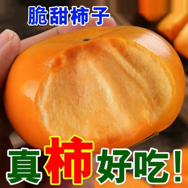 【巧克力糖心脆柿】老树新鲜现摘巧克力糖心脆柿子精选大果净重5斤