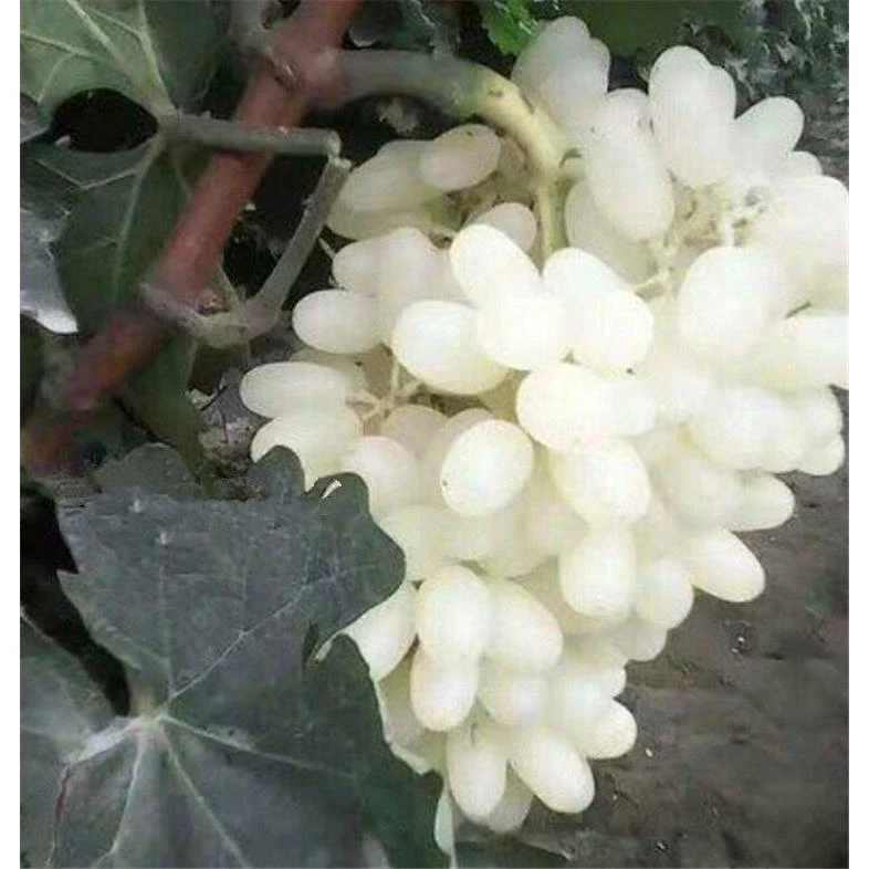 新品种 马奶提子无核奶油葡萄 白牛奶葡萄苗南方北方种植当年结果