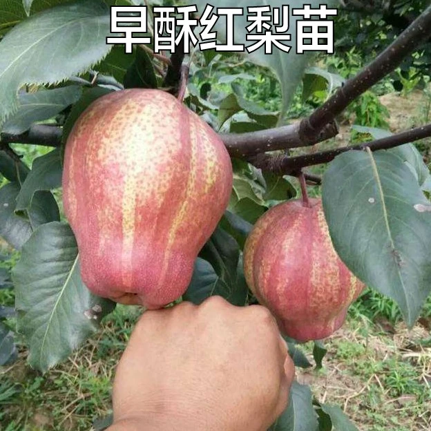 新品种特大果树苗早酥红梨树苗红梨苗嫁接苗南方北方种植当年结果