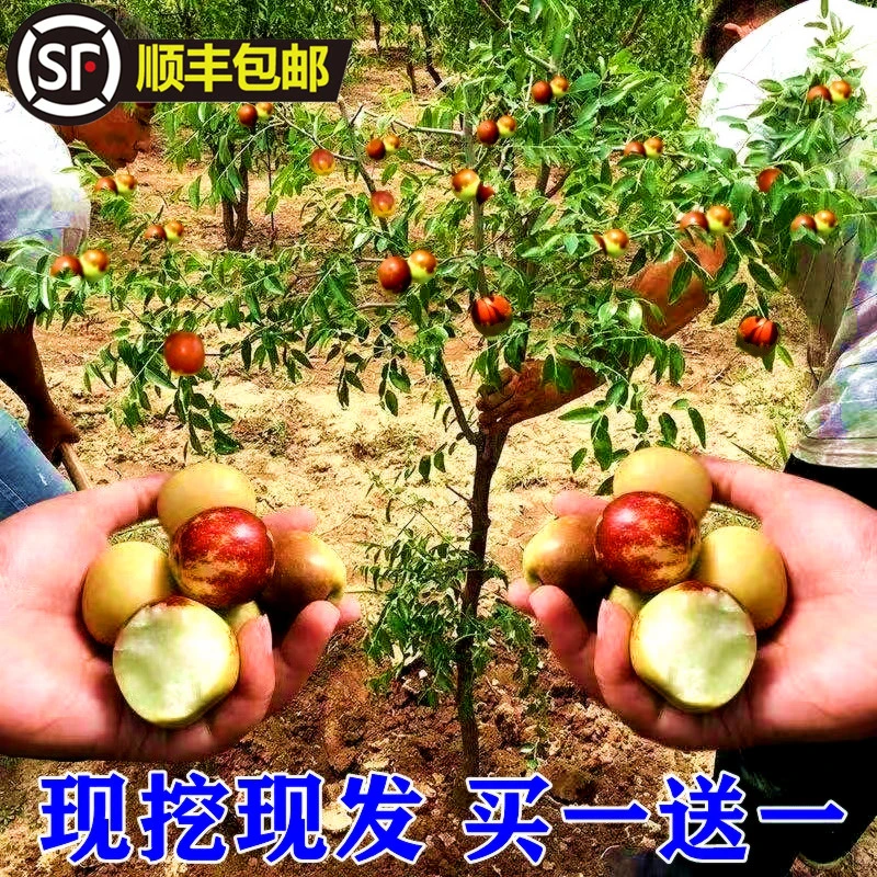 枣树活苗特大冬枣嫁接特大南北方种植庭院葫芦枣树果树果苗好养活