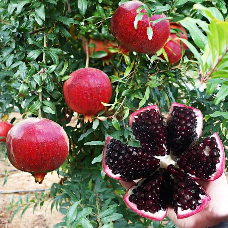 石榴树树苗突尼斯软籽石榴苗盆栽庭院果树特大带土无籽甜石榴树苗