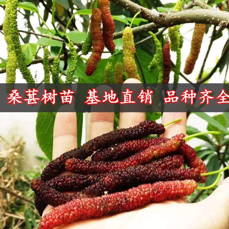 桑葚树苗嫁接四季桑葚子苗台湾长桑果苗养蚕果苗盆栽地栽当年结果