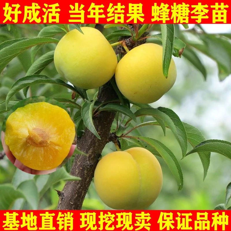 新品种果树苗离核李子树苗特大青皮蜂糖李子苗嫁接苗南方北方种植