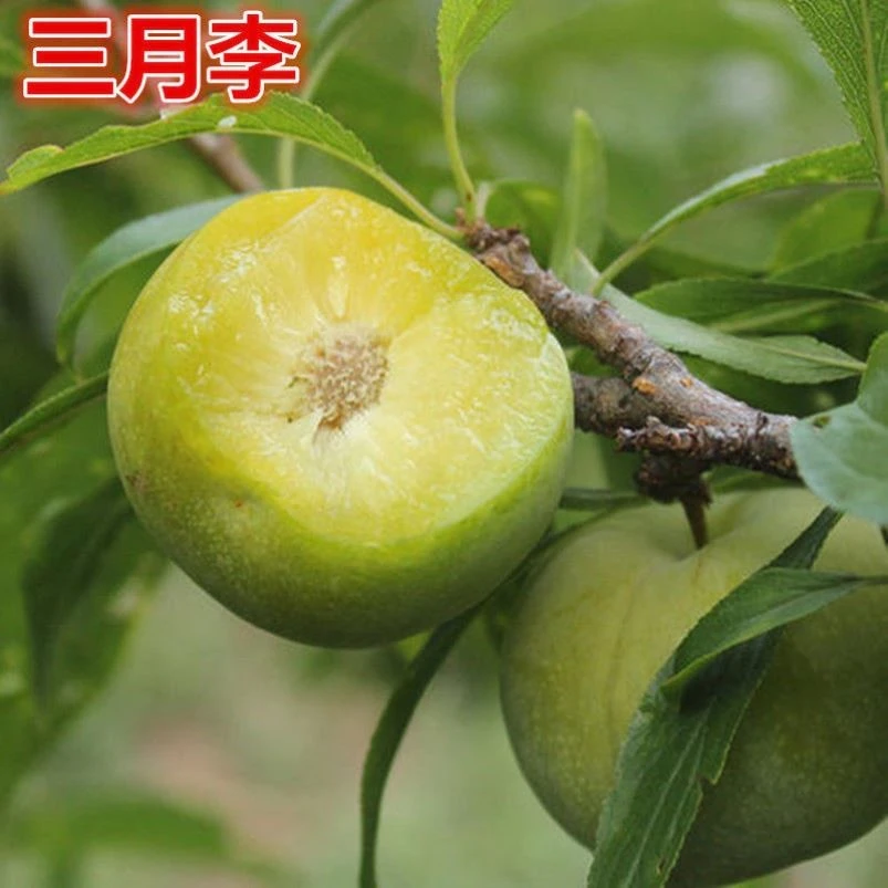 三月李子新鲜现货酸脆李孕妇水果当季青李早熟三华李树苗盆栽地栽