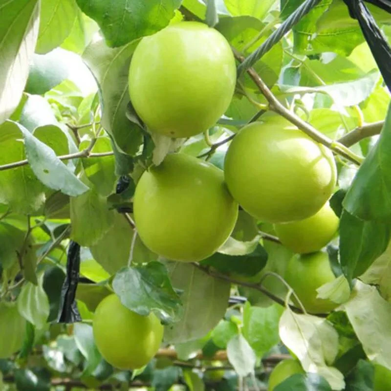 台湾大青枣树苗蜜丝枣牛奶枣庭院盆栽果树果苗嫁接枣子苗当年结果