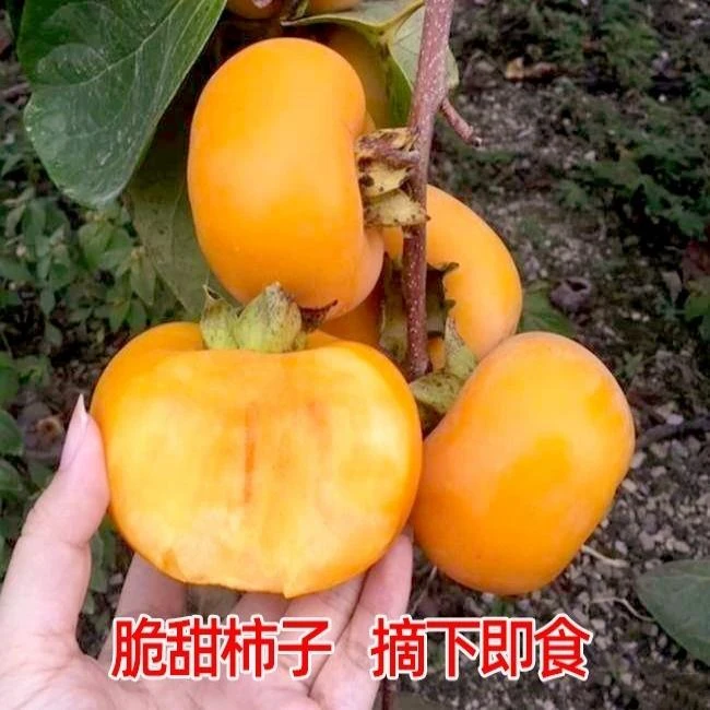 磨盘火晶柿子水果树苗脆甜柿子苗树嫁接苗当年结果特大南北方种植