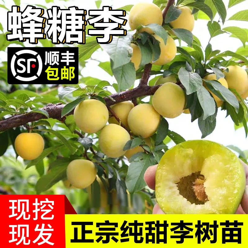 蜂糖李子树苗嫁接特大晚熟脱骨青脆李子果树苗南北方种三华李树苗