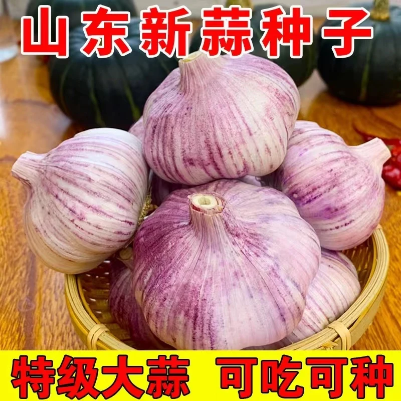 【今日推荐】山东金乡2024新紫皮大蒜头种籽优质大蒜可种植可食用