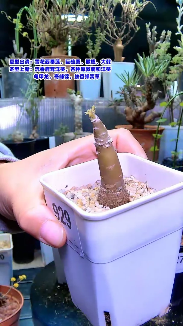 【闪购商品】裂叶葡萄厚敦菊