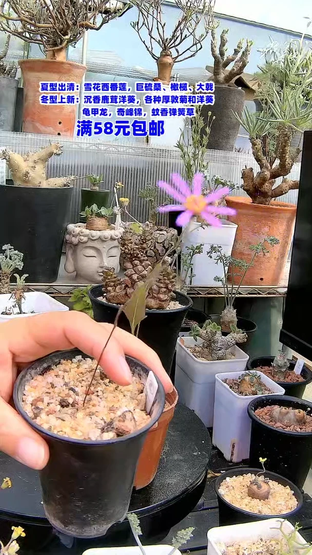 【闪购商品】紫花厚敦菊