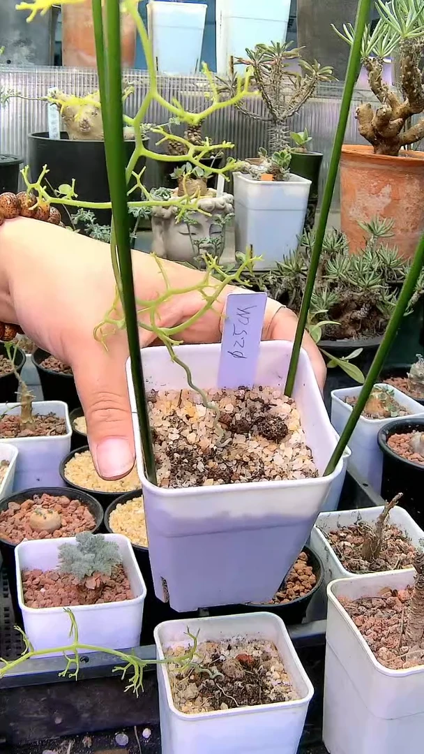 【闪购商品】鹿角仓角殿